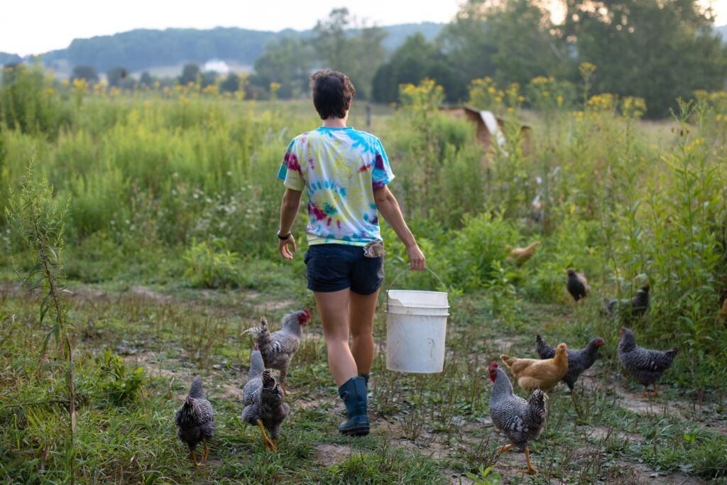 Crack the Code to Sustainable Living: Why Backyard Chickens are Your Green Dream Come True!