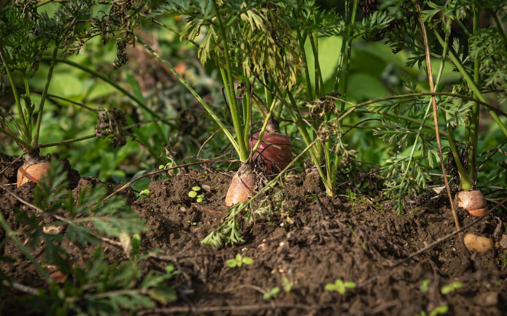 carrots, field, vegetables-4545665.jpg