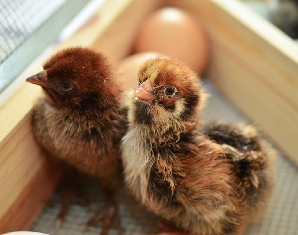 chick, hatched, fluffy-1280749.jpg