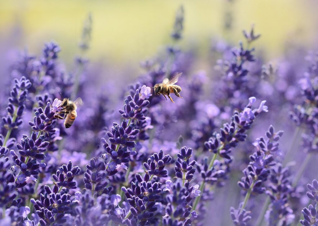 lavenders, bees, pollinate-1537694.jpg