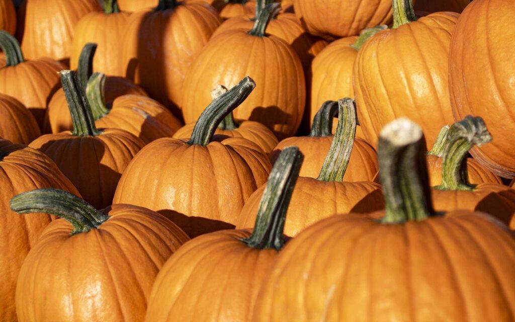 pumpkins, harvest, pumpkin patch-8287968.jpg