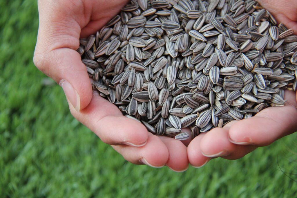 sunflower seeds, sunflower, sunflower seeds-1213766.jpg