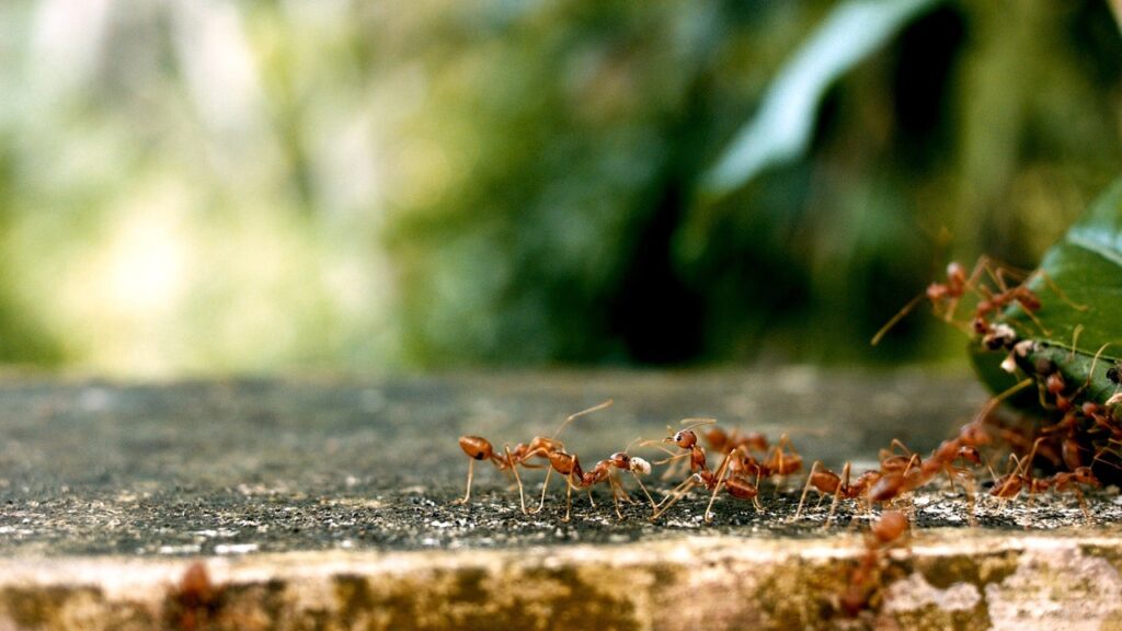 ants, ant groups, team-2809019.jpg