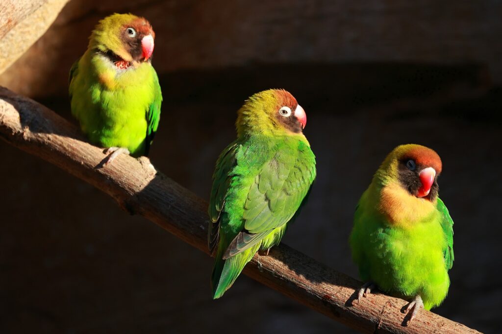 birds, mussel parakeets, animals-7550937.jpg