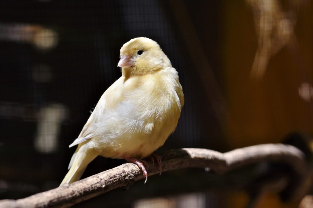 canary, songbird, bird-4258871.jpg