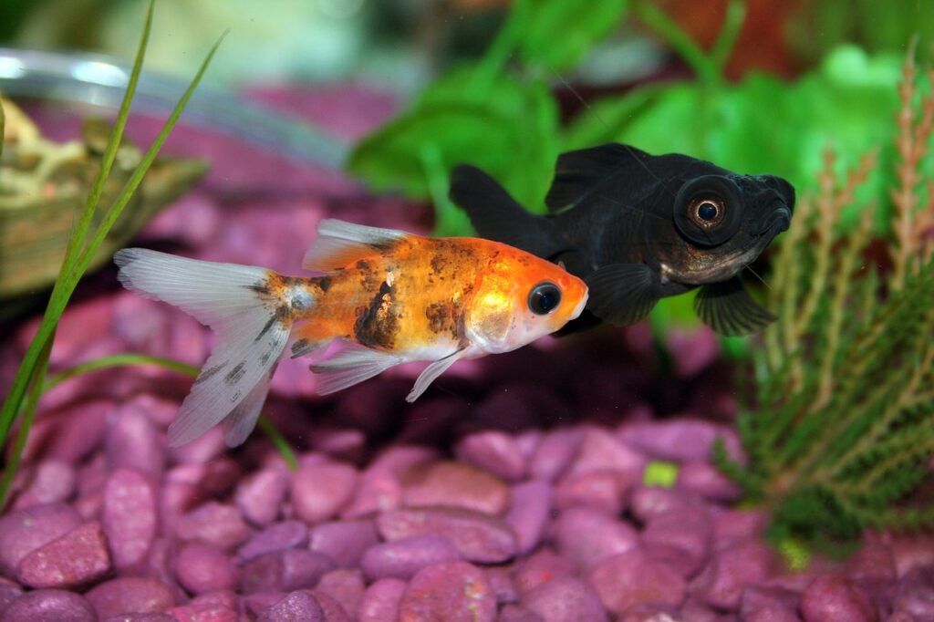 goldfish, fish, aquarium-672126.jpg