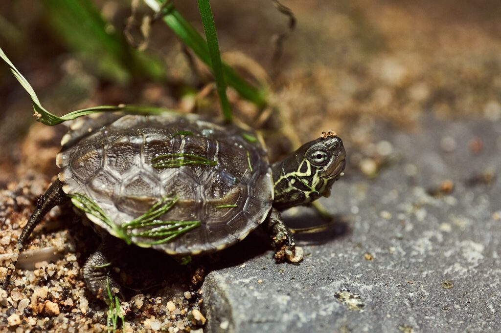 tortoise, water turtle, reptile-3707916.jpg