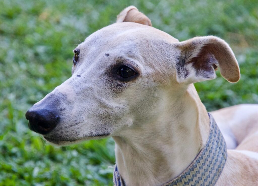 whippet, face, gentle-3935215.jpg