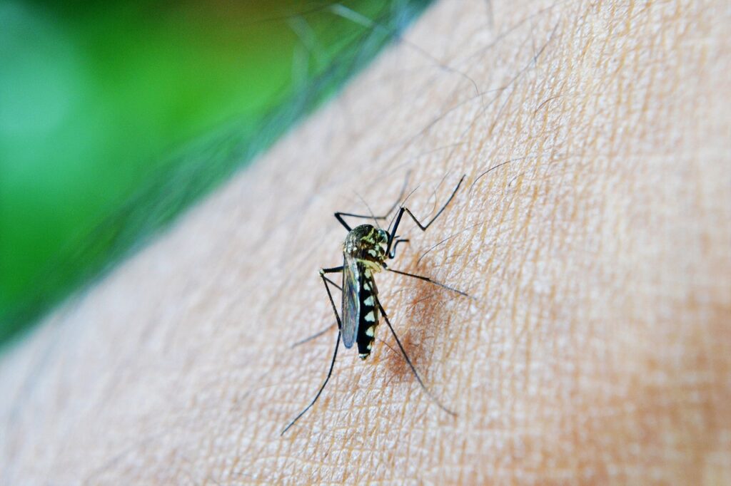 mosquito, bite, decease-213805.jpg